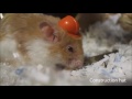 Hamster Wearing Hats