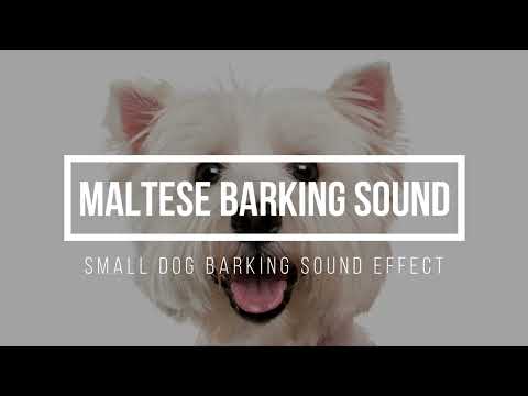 Maltese Barking Sounds 🐶  Maltese Sound Effect 🐶  Small Dog Barking