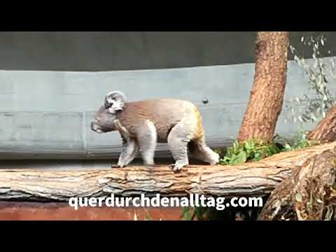 Koala Zoo Zürich