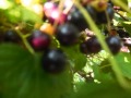 Мой Цветущий Сад. My flowering garden. 