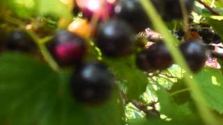 Мой Цветущий Сад. My flowering garden.