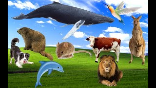 Download Lagu Cute and funny animal sounds: beaver, cow, bird, whale, dolphin, dog, lion, horse, ocean, mouse Thumbnail