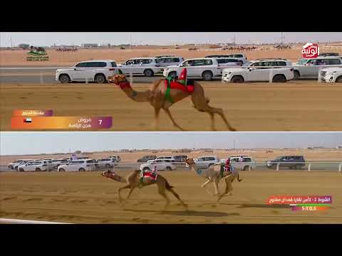  ش 2 كأس (مروض) هجن الرئاسة 6:09.14 , مهرجان ولي العهد 2026/9/8 لقايا الطايف