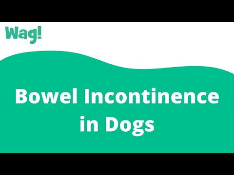 Bowel Incontinence in Dogs | Wag!