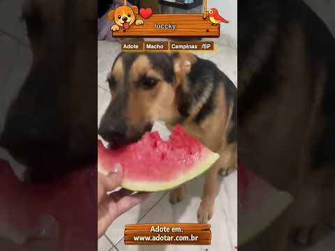 Vídeo de luccky