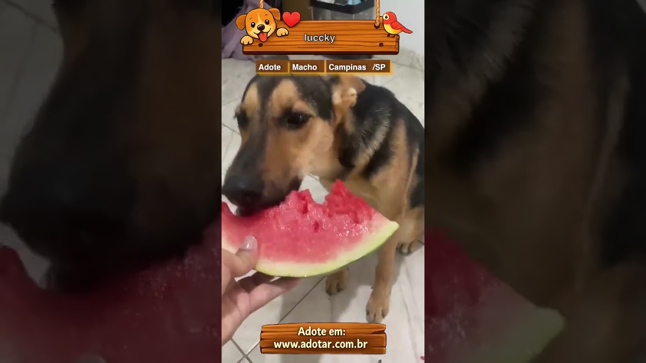 Cachorro raça Pastor Alemão idade 7 a 11 meses nome luccky