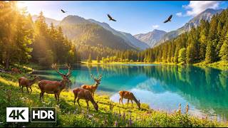 Music Therapy 🌿 Calms the Nervous System, Relieves Stress and Anxiety, Deep Sleep Music #10