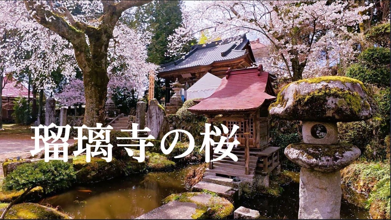南信州高森町 瑠璃寺の桜