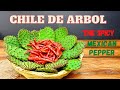 Chile de Arbol, the Spicy Mexican Pepper