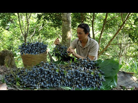 Harvesting rare black Olives – The secret to making delicious traditional dishes!