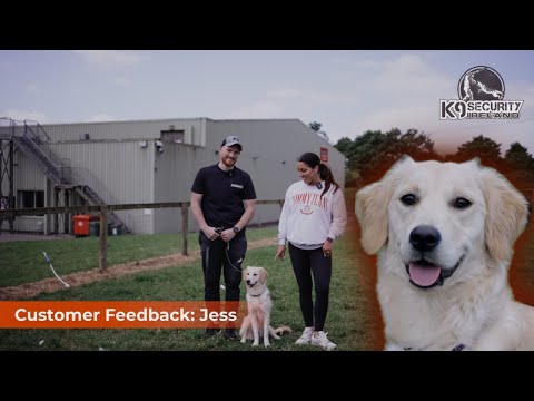 Obedience Bootcamp for a Golden Retriever | 4 Weeks Training Feedback