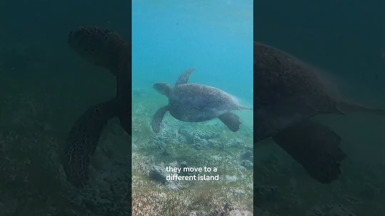 Part 4: Lakshadweep - Grazing Turtles and Shifting Seagrass Meadows