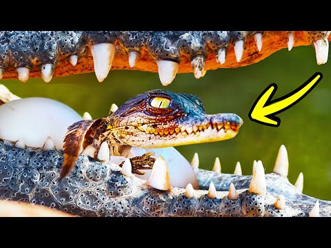 動物界で最高の母親たち