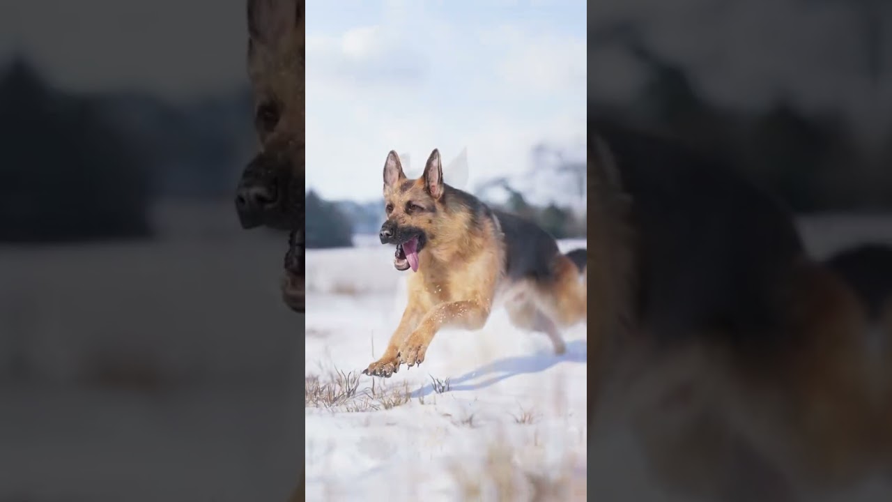 Realistic German Shepherd Rigged Animated 3D Model