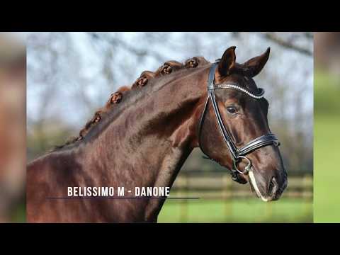 Belvedere DB - Krüsterhof Hinnemann - Sattelkörung Münster 2019
