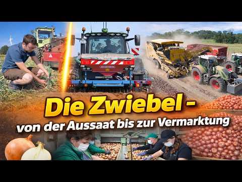 Die Zwiebel hautnahe - Einblick in die Aussaat, Ernte, Lagerung & Handel von Zwiebeln Germany Onions