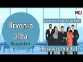 Bryonia Alba Bryonia Alba Homeopathic Medicine Bryonia Alba Homeopathy Uses Bryonia 30c