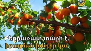 Կեռասը, վաղահաս ծիրանը ծառերին են մնացել. բերքառատ տարի է, բայց իրացման խնդիրը չի լուծվում