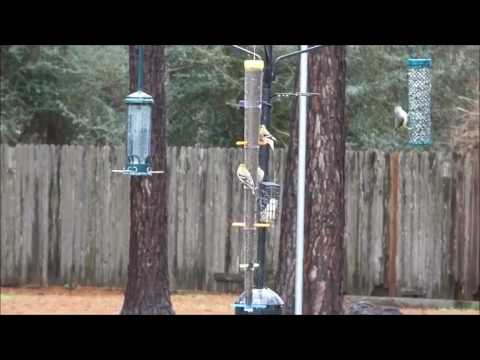 Finch Feeder @ Heartland America