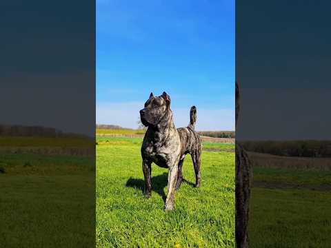 ¡Así crece un Presa Canario!