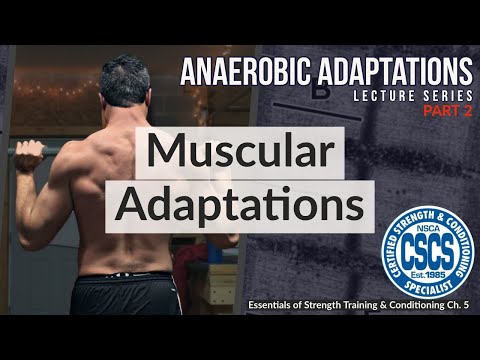 Muscular Adaptations to Anaerobic Training | CSCS Chapter 5 thumbnail