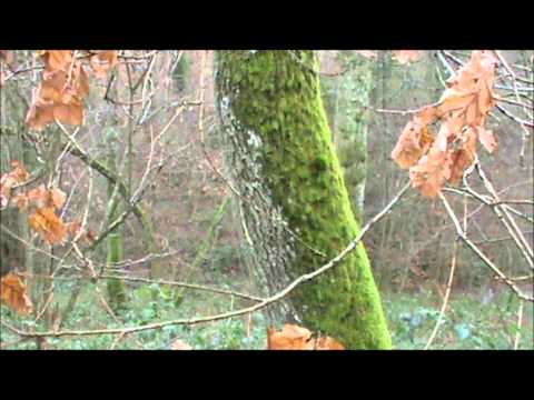 comment traiter lichen arbres