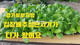 경기북부지방 김장배추심는시기가 다가 왔어요