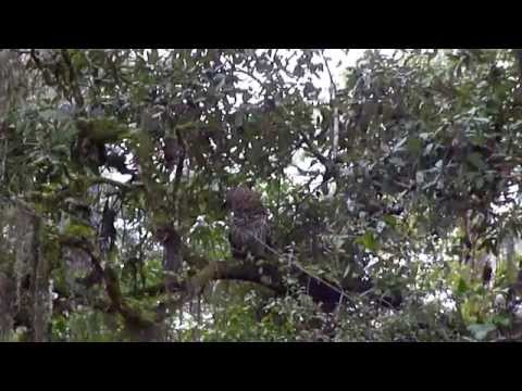 Attempting to communicate with a Barred Owl