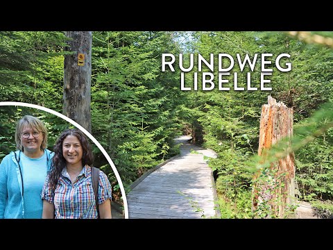 Rundweg 🥾 Libelle 🪰 - Barrierefreie ♿ Wanderung im Nationalpark 🏞️ Bayerischer Wald