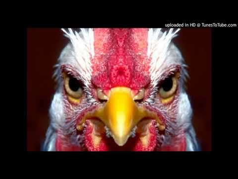 Ago Niglas - Kassa tegid selle kana ise vää?!