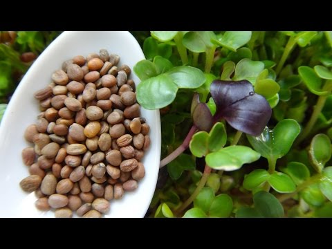 How to Grow Radish Sprouts / Radish Microgreens Video