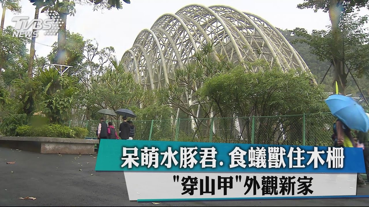 呆萌水豚君、食蟻獸住木柵「穿山甲」外觀新家