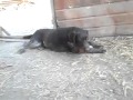 SAM 4081
