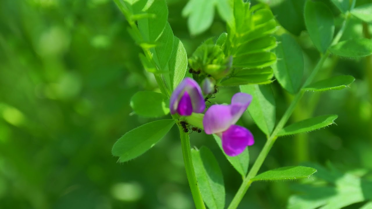 スナップ動画_Snapvideo「アリと花の蜜」
