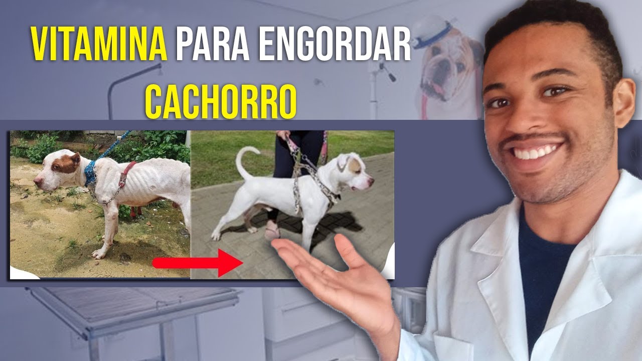 Vitamina para cachorro engordar caseiro - Aumenta o peso e apetite.