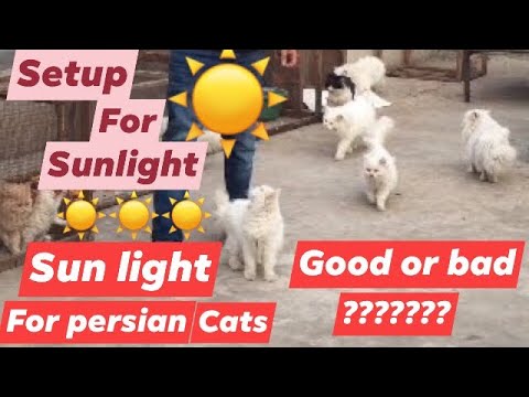 Persian cats need sunlight in winter / benfits of ... - YouTube