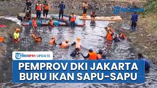 Pemprov DKI Jakarta Bersih-bersih Ikan Sapu-sapu di Bantaran Kali, Ada Hadiah Uang & Jalan-jalan