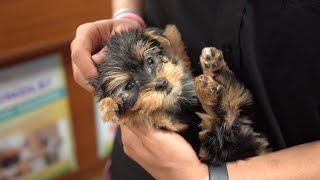 What to Know Before Buying a Puppy | Petland Florida