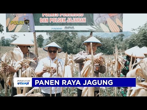 POLRES PONOROGO LAKSANAKAN PANEN RAYA JAGUNG DI SAWOO