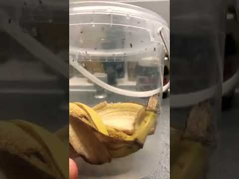 If there are midges at home, you can make a trap for them.  See the method in the video.