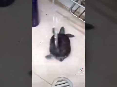 اتمني احمد محسن يتخطى i hope ahmed mohsen skips funnyvideo meme fyp foryou ضحك ميمز العرب