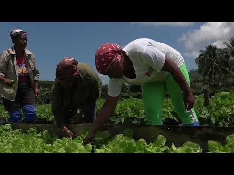 Féminas santiagueras se insertan en proyectos de desarrollo local