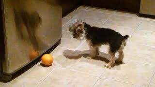 Dogs vs. Oranges