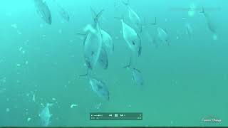 Gulf of Mexico Pipeline Fishing - What is it and what lives there?