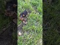 Yorkiepoo dogs for sale: Tucker - Video 1