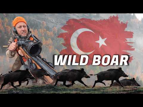 67 Wild Boar in 5 Days | Massive Boar Hunt in Turkey 🇹🇷