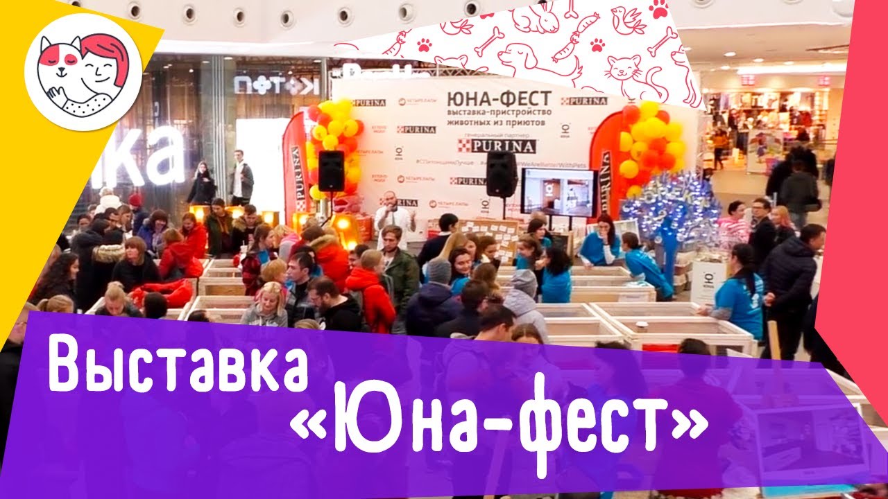 Выставка-пристройство бездомных домашних животных «Юна-фест»