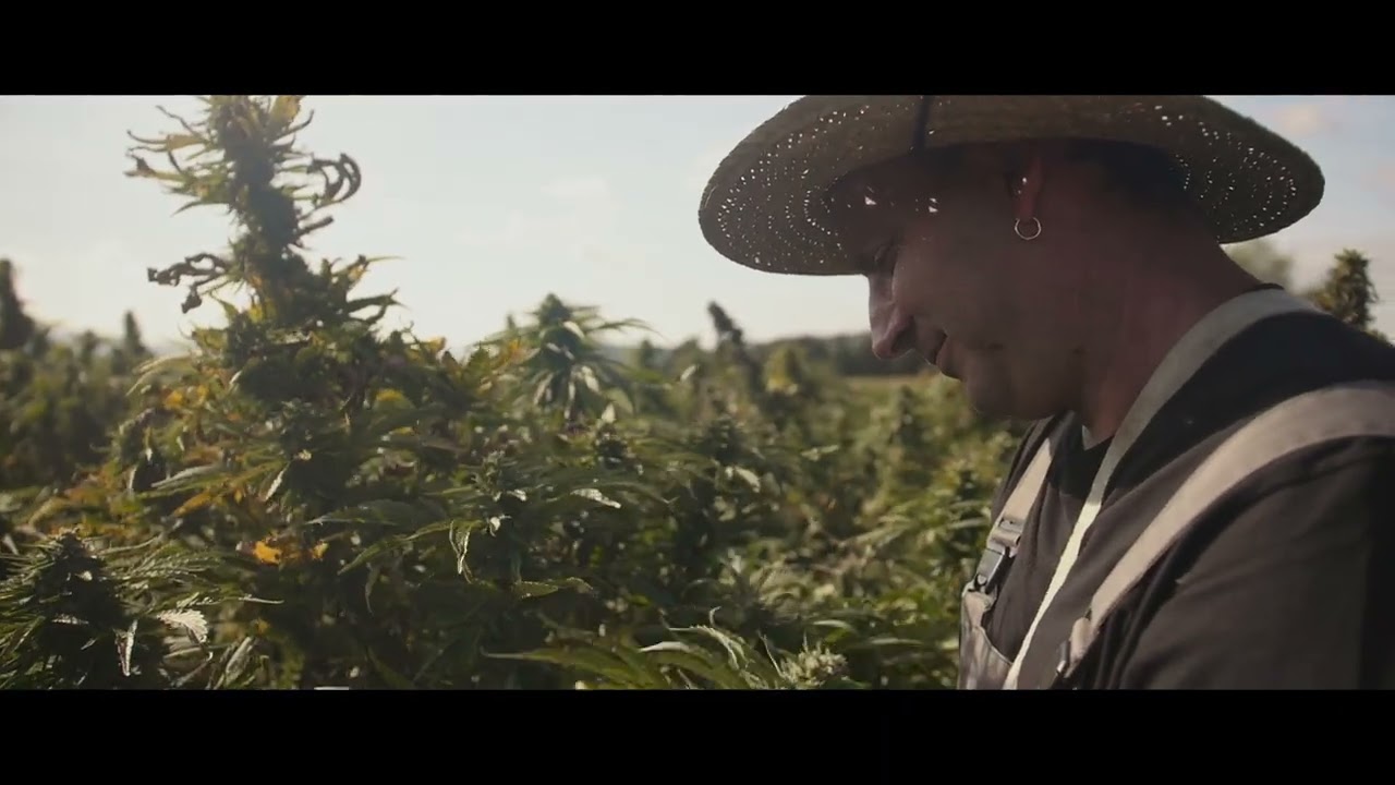 Dr. Gosar – konoplja in CBD