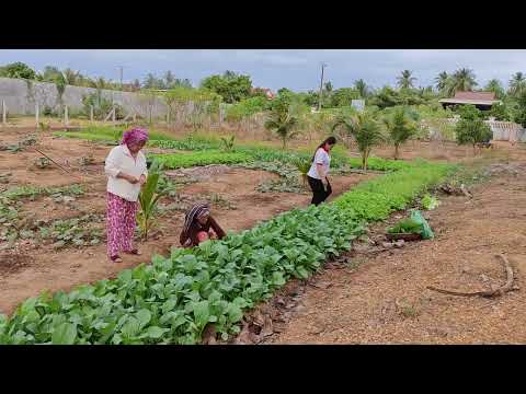 Horta Familiar em Chhlong, Província de Kratie, Camboja 2023