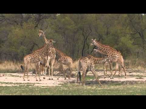 Giraffes in Manteleti Game Reserves - South Africa Travel Channel 24